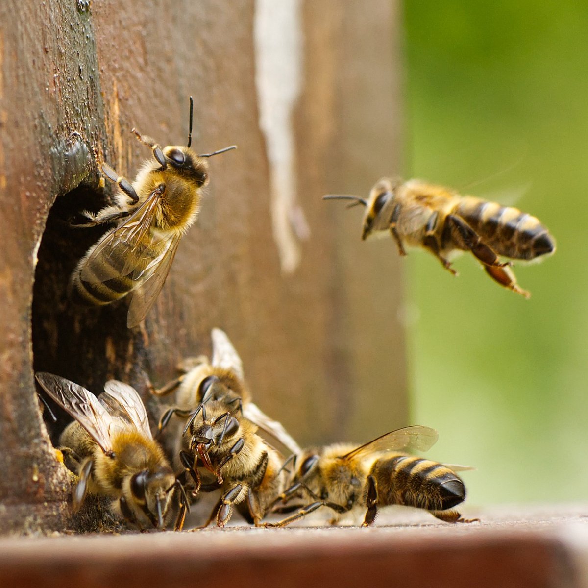 Douceur, vitalité, immunité et performance : l’or des abeilles à notre service, dans le respect de leur équilibre naturel