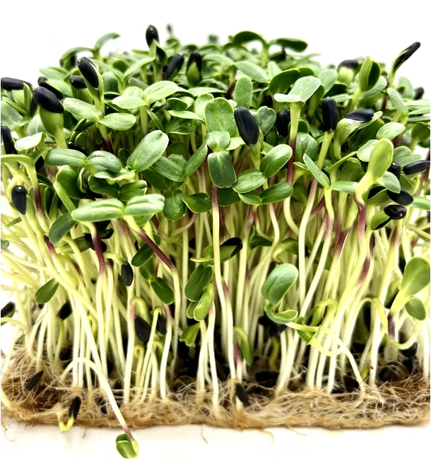 Microgreens de V FARM Valais - Les jeunes pousses valaisannes: petites, bio et pleine de vie
